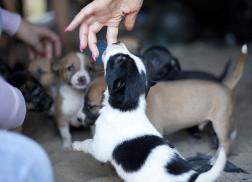 the-great-indian-adventure: Stray Puppies Kiss Like Old Men Morjim Beach, Goa 2014 MHP