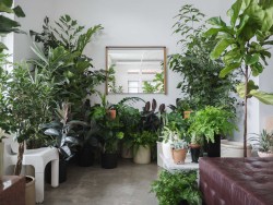 homesteadseattle: last day of our plant pop-up