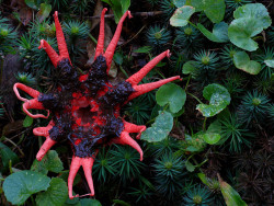 plantsrocksthings: Aseroe rubra.   Cause this isn&rsquo;t terrifying at all