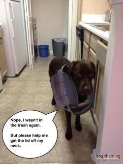 dogshaming:  The proof is all AROUND his face. My husband heard a noise in the kitchen and found our 2-year-old lab, Baxter, trying (unsuccessfully) to hid the proof that he had been in the trash can again. 
