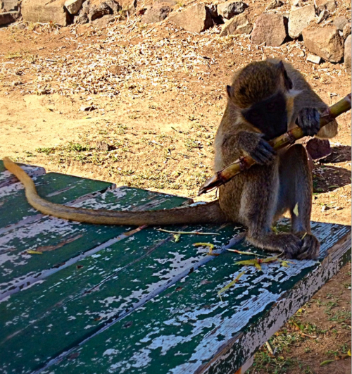 This is a young Green Vervet Monkey at shipwreck beach today. These monkeys were brought to the isla