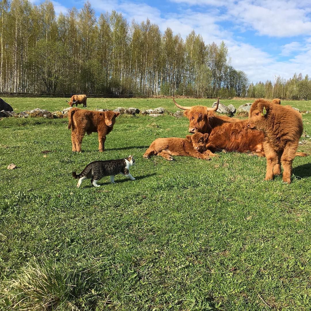 highlandcattleofsaarela:https://www.instagram.com/p/BUt8FQ_DRTS/