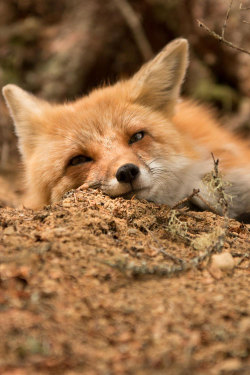 plasmatics-life:  Fox Chill’n | By John Pokocky