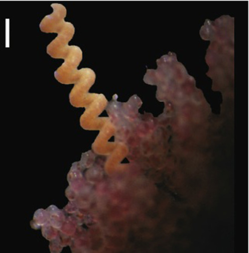 somuchscience:14 Fun Facts about Marine Ribbon Worms (Nemerteans)by Emily Frost, Surprising Science 