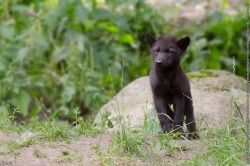 wolfpause:  passionforwolves:  Wolf Pups/Cubs