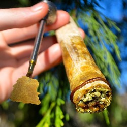 incredible-kush:Twaxy tuesdays!