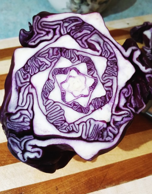 sixpenceee:  This cut cabbage looks like something created by a spirograph.