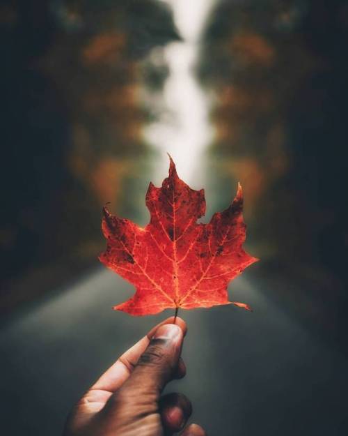 landscape-photo-graphy:Photographer Sanjay Chauhan Captures the Beauty of Canada’s Fall F