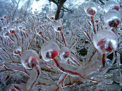 foodffs:24+ Beautiful Ice And Snow Formations That Look Like ArtReally nice recipes. Every hour.