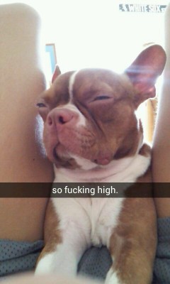 blowmelikekushhh:  My dog is so fucking high