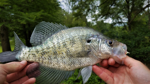 High water creek critters