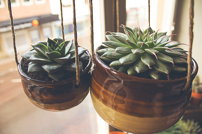 seidur:  Replanted some of my precious plants yesterday into these hanging flower