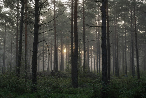 misty morning