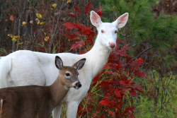 elodieunderglass:  nubbsgalore: hypopigmentation in the wild. (x, x, x, x, x, x, x, x, x) I JUST, I JUST CAN’T 