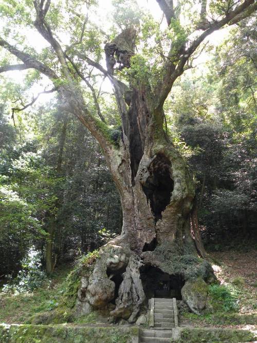 voiceofnature: The Sacred Tree of Takeo Shrine (Takeo’s Okusu Tree)                        Locatio