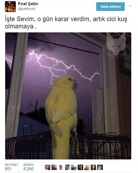 İşte Sevim , o gün karar...