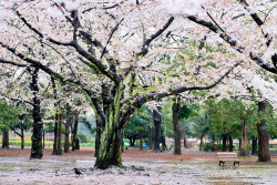 tokyo-fashion:  Cherry blossoms in full bloom