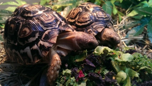 Don’t you just love these adorable leopard tortoises.Too cute to say no. 