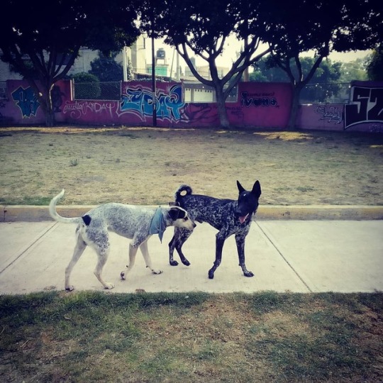 Jajajaaa buque hijo tan cobarde tengo...