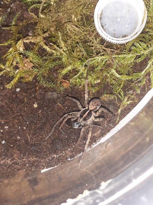 Fed A Bunch Of Spiders Tonight