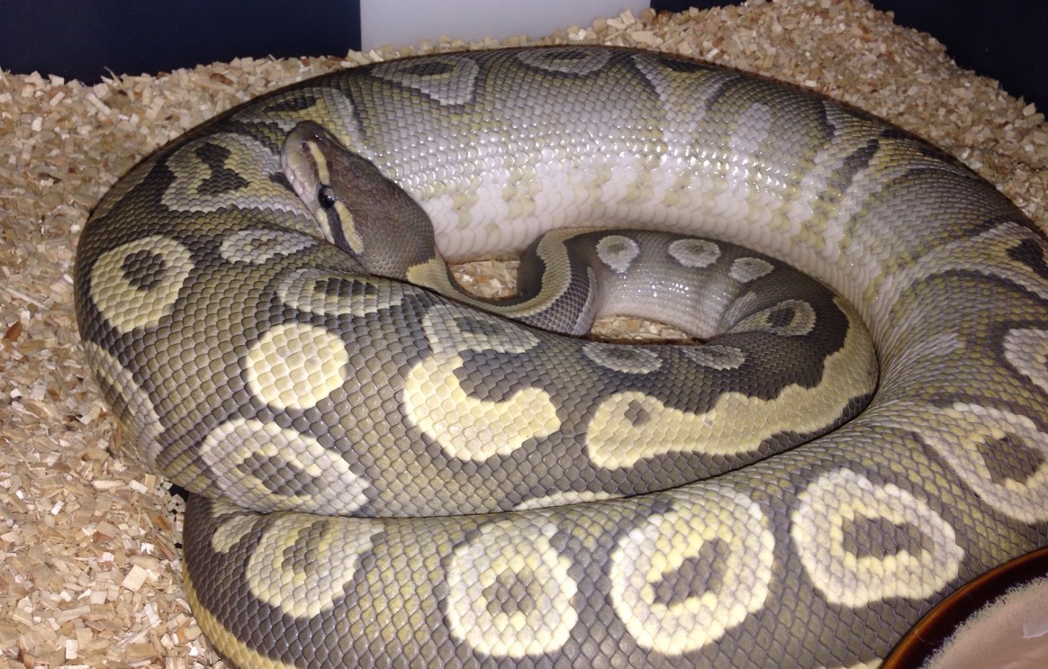 mkmorphs:  Good things have happened today!  3 babies have pipped Found a 10 egg
