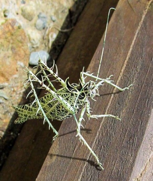 anandalisa:scientificphilosopher:The recently discovered Lichen Katydid[x]@microcosmicobservations D