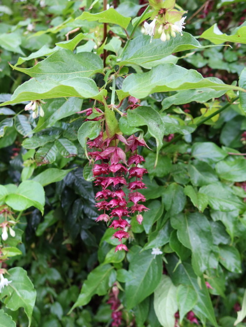 #365daysofbiking Blooming late:
October 4th - Taking a well earned breather in Kings Hill Park on my way to work, sat with my coffee, I noticed something dark red in the shrubs near the northern hedge.
It’s a very strange flowering shrub I’ve never...