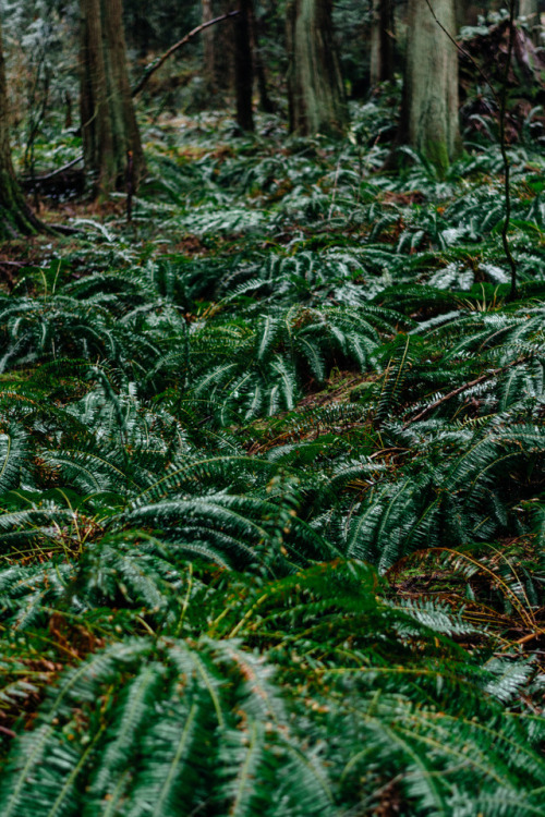 darkcoastphotography:   Belcarra Bay, Port Moody, British Columbia (Insta) 2017