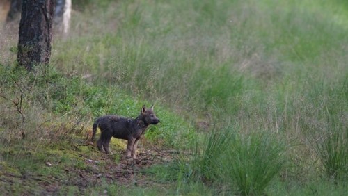 wolveswolves: Young wolf in Gartow (Germany) In Niedersachsen, a young wolf was caught on picture. L