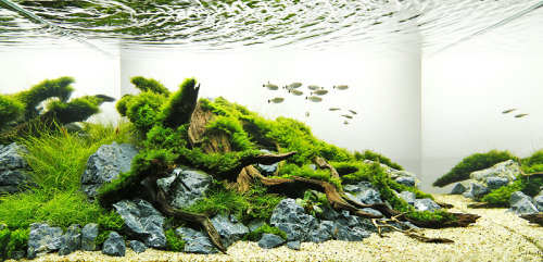 fuck-yeah-aquascaping: George Farmer’s Hillside (81l) — see its predecessor here. W