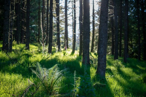 Ferns and foxgloves I have just been featured on the Dartmoor Collective site,  fine out a little mo