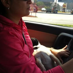 Mom&rsquo;s driving ,pug&rsquo;s sleeping