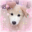 lucypawzz