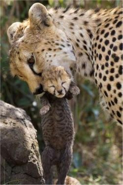 earthlynation:  Mom and Baby