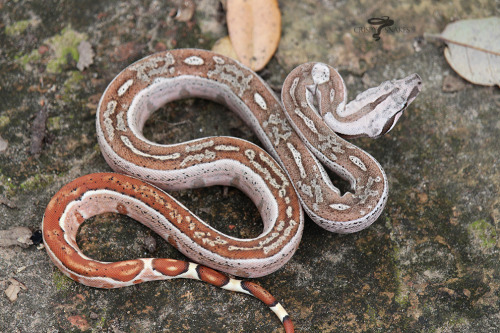 Updated photos of the OT hypo aby poss het SS litter. Holding back the litter, for now. I see a lot 