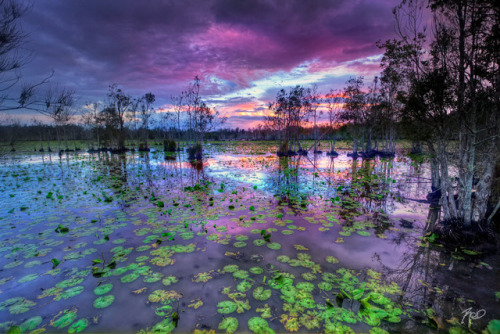 oceaniatropics: Cattei Wetlands, Taree, NSW, Australia