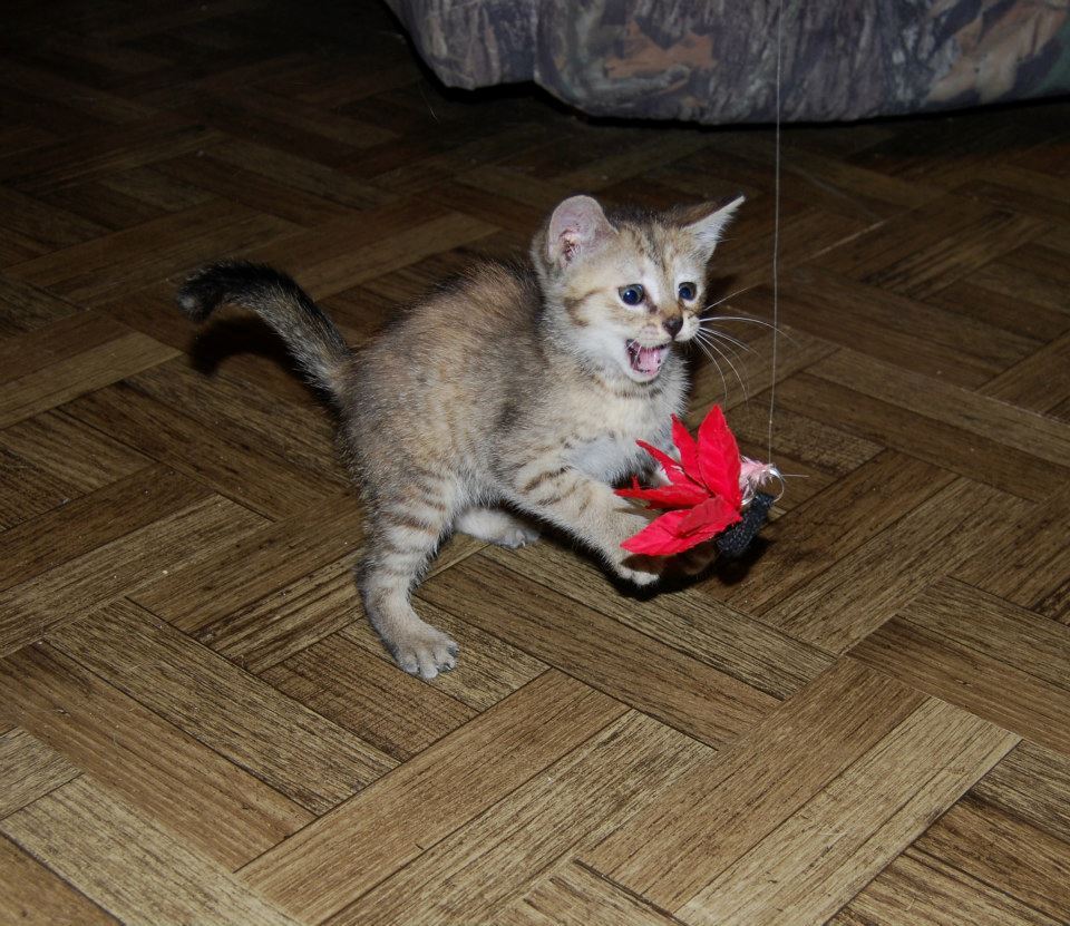 “OMG you gave me a toy! THANK YOU!”
Photo by ©Penelope Bikory