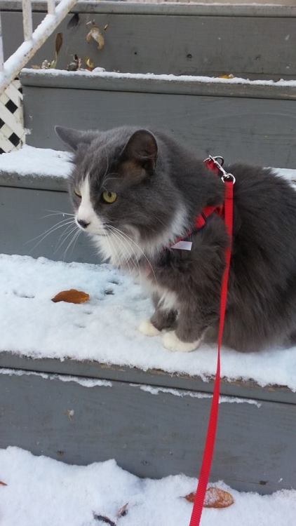 Jo really enjoys going outside on her harness. She really dislikes snow, though.