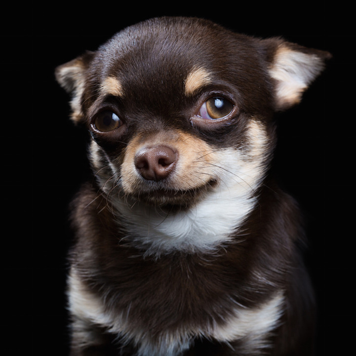 did-you-kno:  mymodernmet:Intimate Animal Portraits Capture Unique Quirks and Personalities