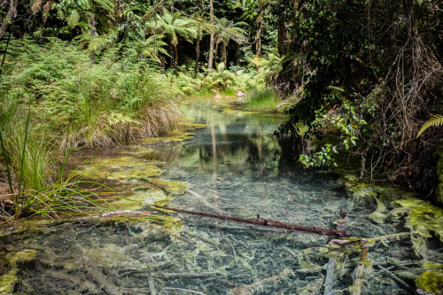 Whakarewarewa Forest aka “The Redwoods,” Rotorua