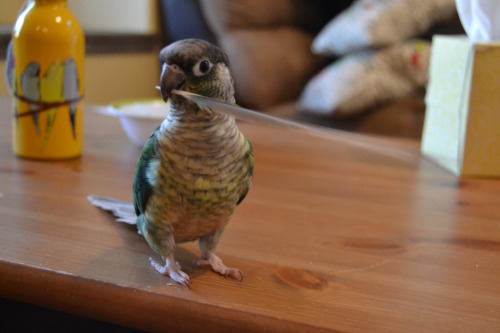 gunterthetiel:Bolin moulted his first tail feather!