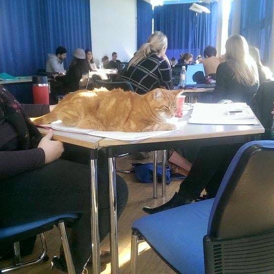 prospitanmutie:  catsbeaversandducks:  Cat Comes to University Every Day So She Can