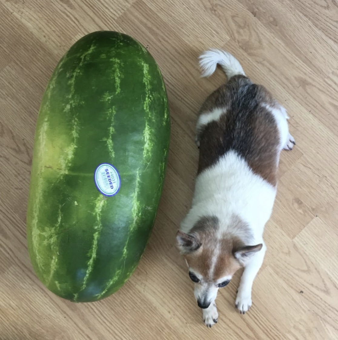 eatingwithdogs:  ✨🐶🍉