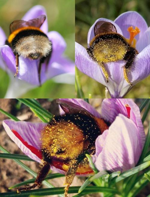 cutepetsuwu: Tired bumblebees fallen asleep inside some flowers with pollen on their butts. 