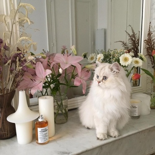 tkkatherineblog:Inst @adenorah