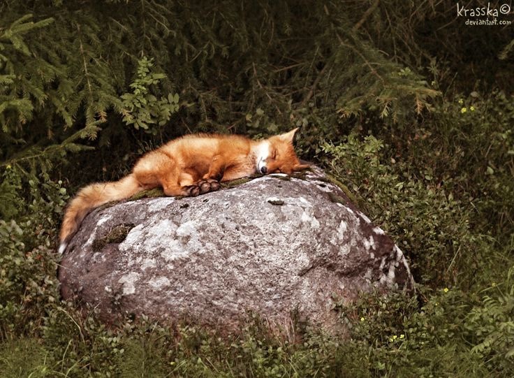 everythingfox:  Comfy.. rock?