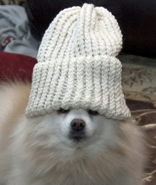 allieeebabyyy:tastefullyoffensive:Dogs Wearing HatsPreviously: Bearded Dragons Wearing Hats,Cats Wea