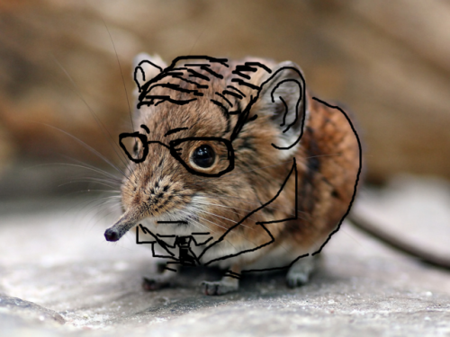 deadpanwalking: the elusive T.S. Elephant Shrew, shrewdly captured by @lessthansix Bin gar keine Rus