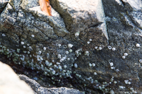 Went hiking with a friend at Belcarra Park. This was at Admiralty Point.Photos takes with 5D Mark II