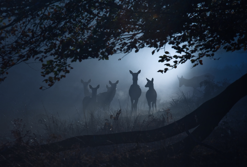Richmond Park